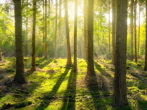 Razones por las que debemos plantar árboles en nuestros entornos
